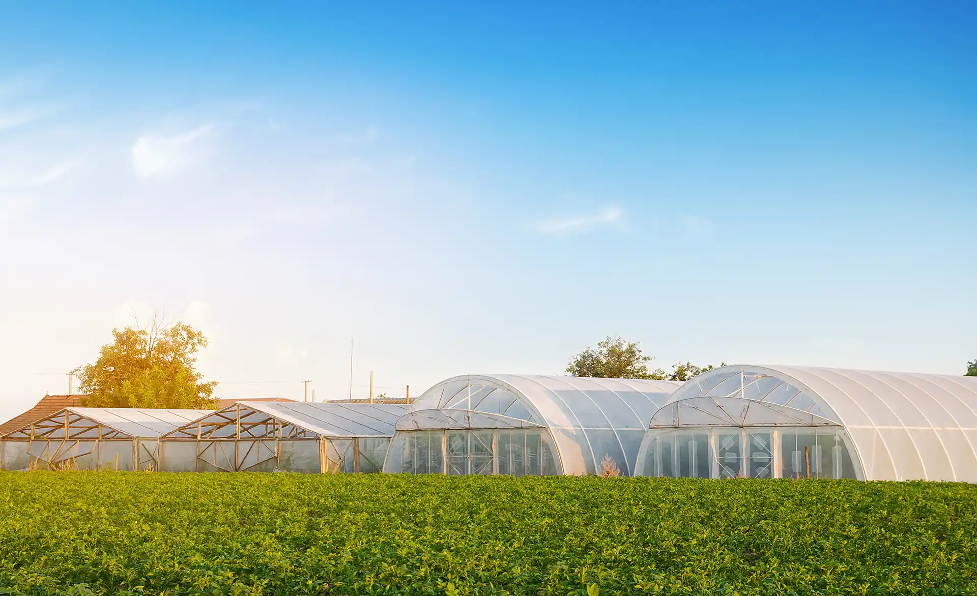 DEELL – greenhouses-in-the-field-for-seedlings-of-crops S